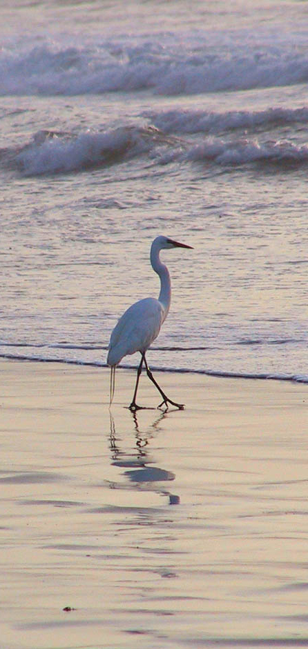 Large white bird wading in the water at the beach